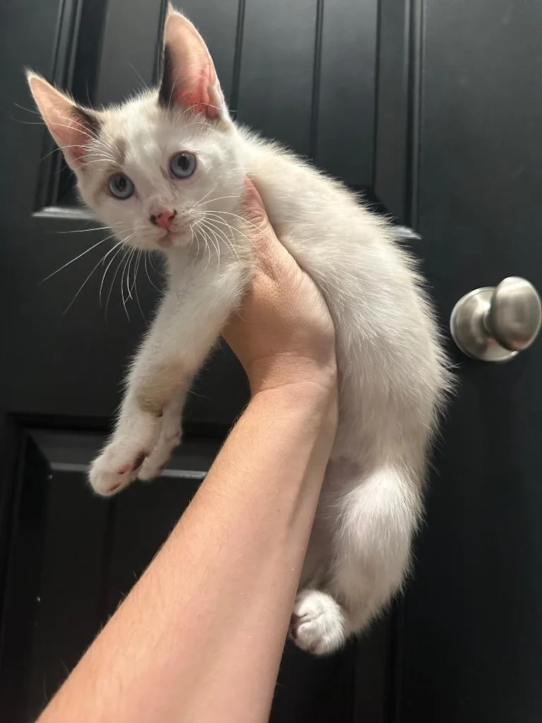 A baby large-sized female Domestic Short Hair cat named Juliet for adoption in warrenville, SC