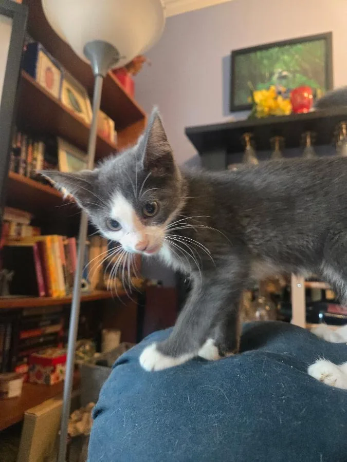 A baby small-sized male Gray & White Domestic Short Hair cat named Phantom for adoption in Brooklyn, NY