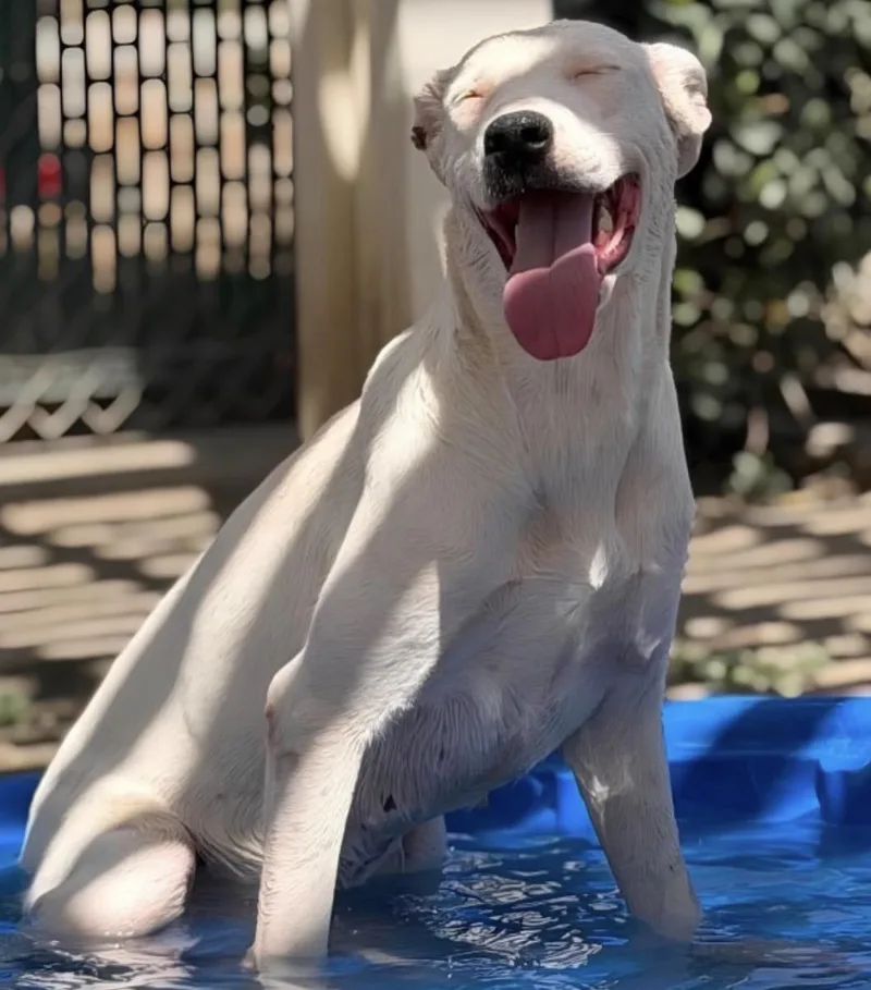 A baby medium-sized female Bicolor Labrador Retriever dog named Samuela for adoption in Naperville, IL