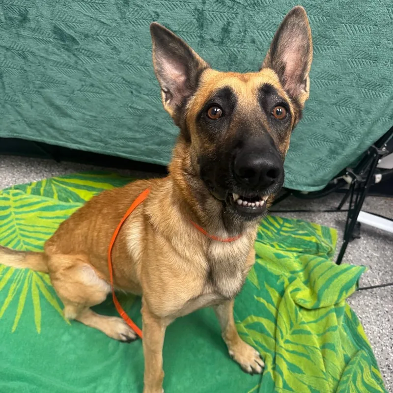 An adult large-sized male Yellow / Tan / Blond / Fawn Belgian Shepherd / Malinois dog named Cruz for adoption in Henderson, NV