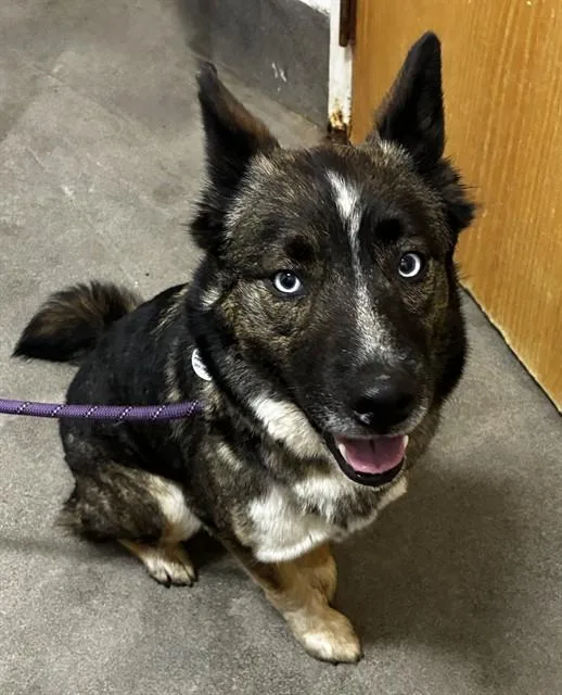 An adult medium-sized female Siberian Husky dog named Ruby for adoption in Upper Marlboro, MD