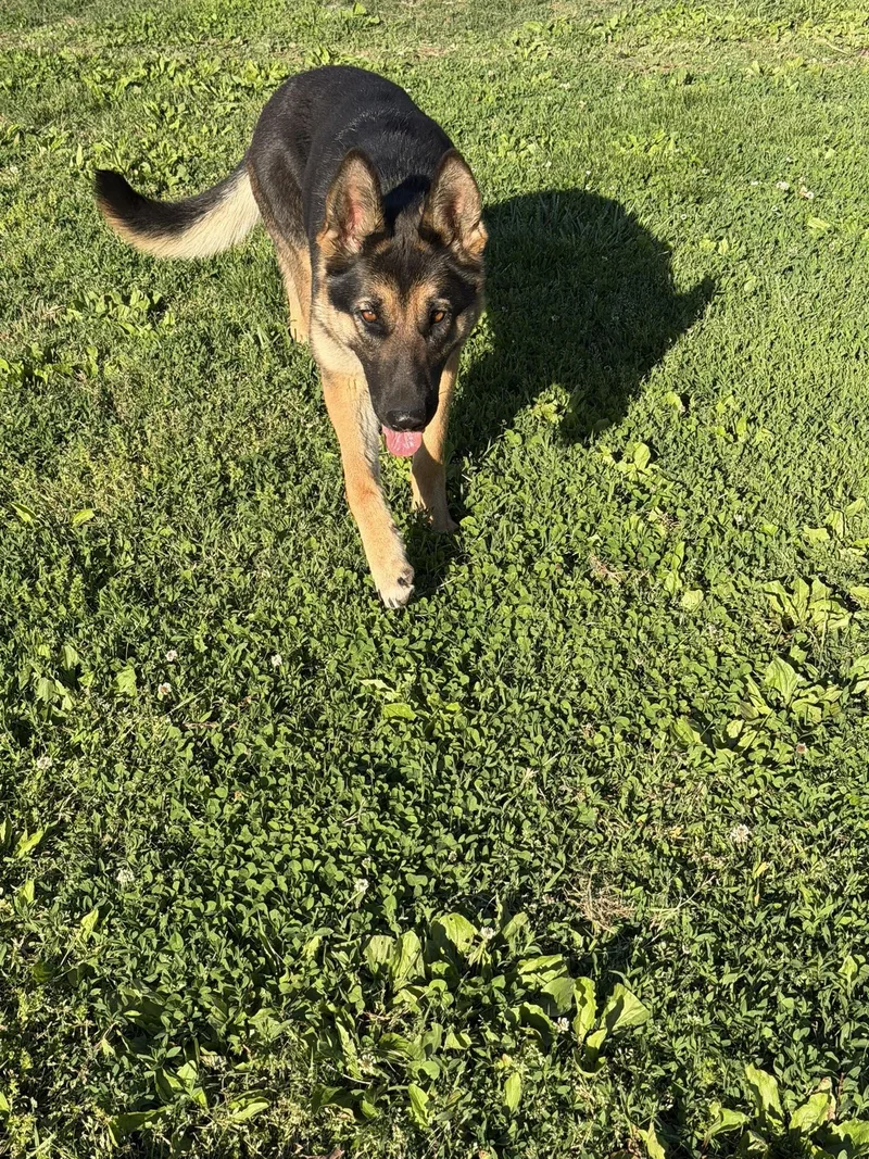 An adult large-sized female German Shepherd Dog dog named Athena for adoption in Greeneville, TN