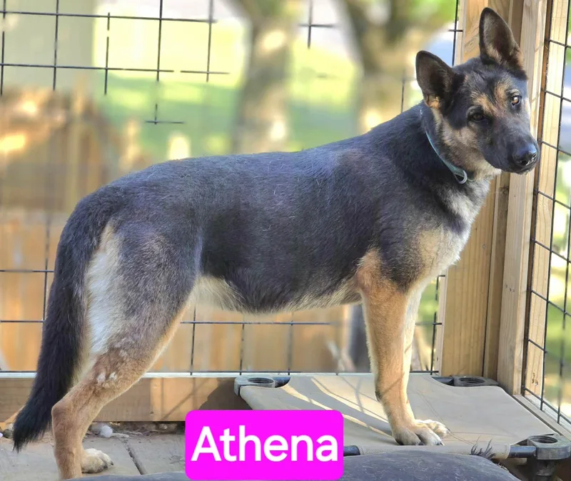 Athena thumbnail 3