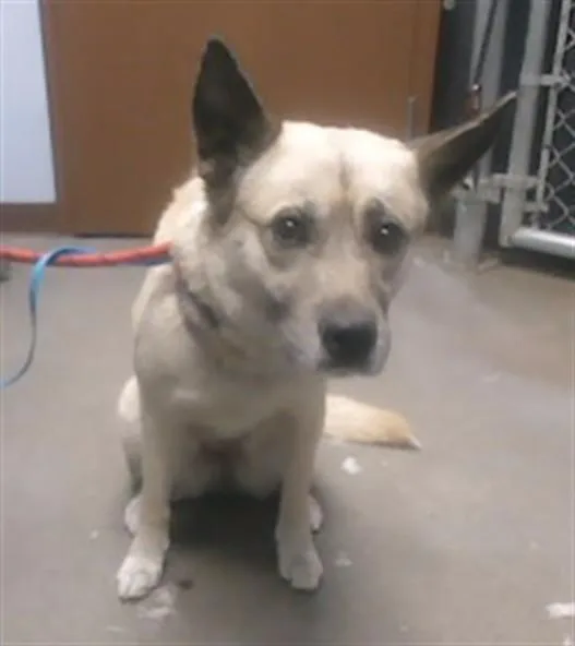 An adult large-sized female German Shepherd Dog dog named Pretty Lady for adoption in Phoenix, AZ