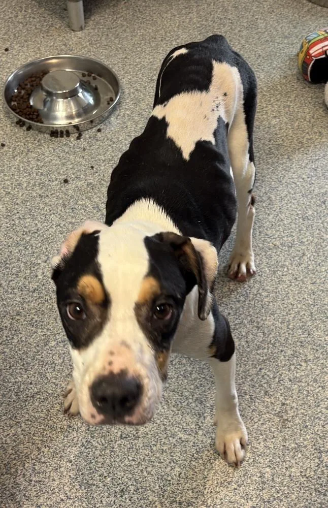 An adult large-sized female Brown / Chocolate Boxer dog named Pascal for adoption in Bartlesville, OK