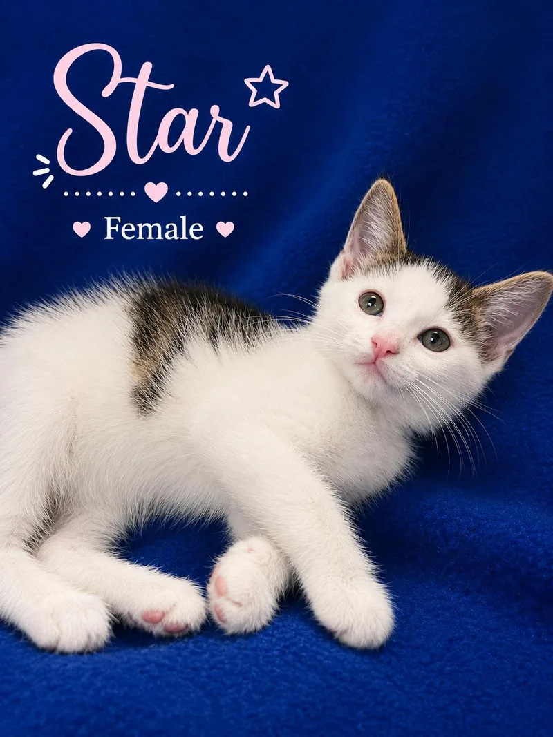 A baby small-sized female Black & White / Tuxedo Domestic Short Hair cat named Star for adoption in Johnson City, TN