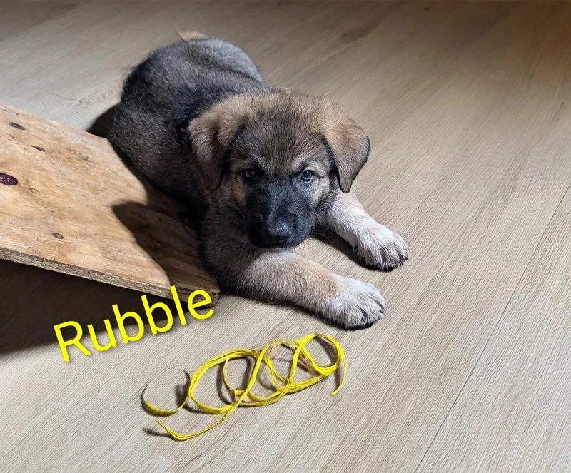 A baby large-sized male Great Pyrenees dog named Rubble for adoption in Newport, KY