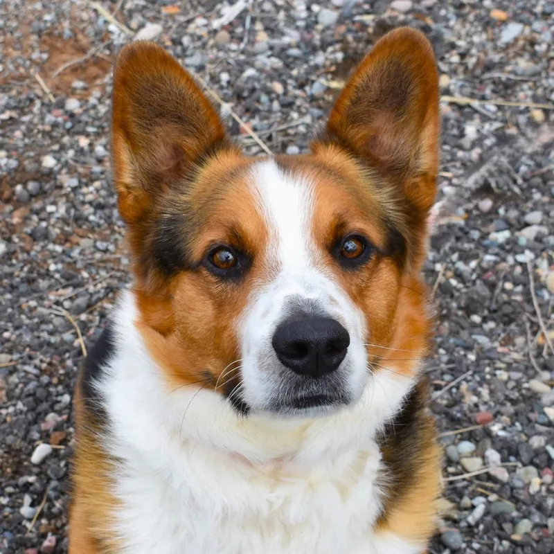 An adult medium-sized male Black Cardigan Welsh Corgi dog named Yogi for adoption in Rifle, CO