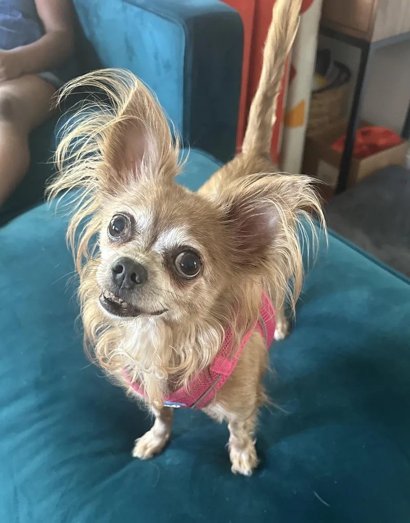 A senior small-sized female Chihuahua dog named Asia for adoption in New Rochelle, NY