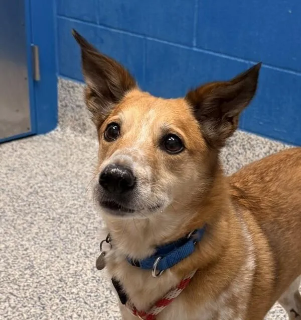 An adult medium-sized female Australian Cattle Dog / Blue Heeler dog named Roz for adoption in Golden, CO