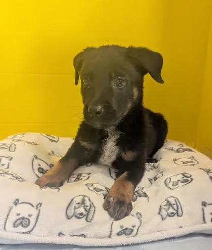 A baby medium-sized female Labrador Retriever dog named Guinevere for adoption in Houston, TX