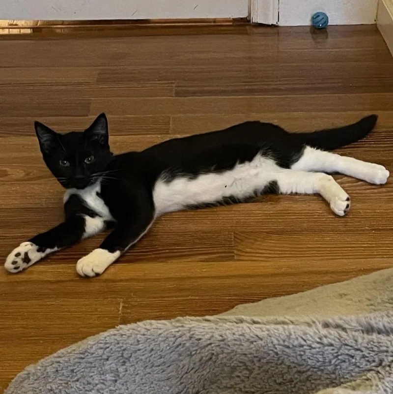 A baby medium-sized male Domestic Short Hair cat named Shandy for adoption in Youngsville, NC