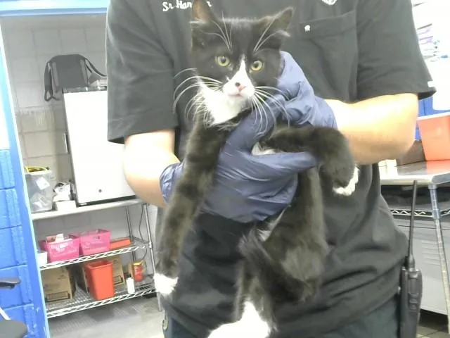 A baby small-sized male Domestic Short Hair cat named Michelangelo for adoption in Albuquerque, NM