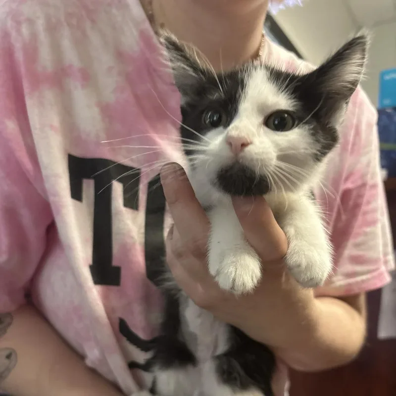 A baby small-sized female Black Domestic Short Hair cat named Gibbles for adoption in St. Paul, MN