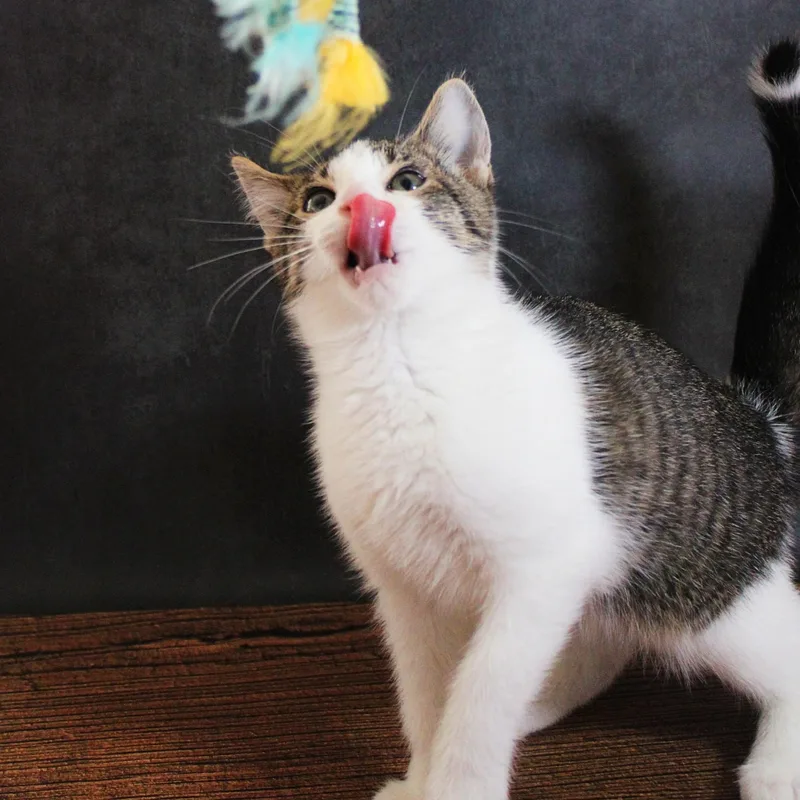 Tippy thumbnail 2