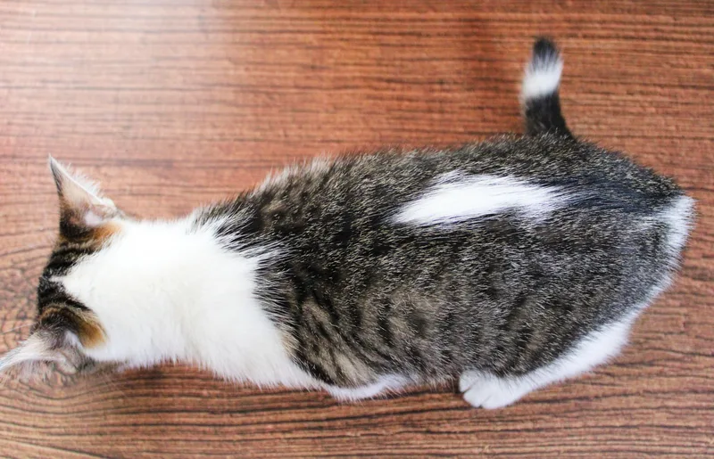 Tippy thumbnail 5