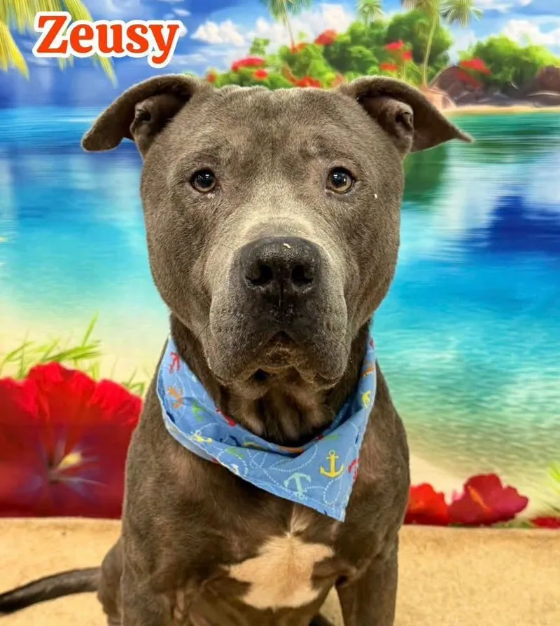 An adult large-sized male Gray / Blue / Silver Mixed Breed dog named Zeusy for adoption in Flint, MI