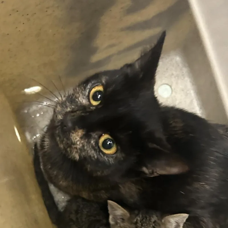 An adult medium-sized female Gray / Blue / Silver Domestic Short Hair cat named Trombone for adoption in Philadelphia, PA