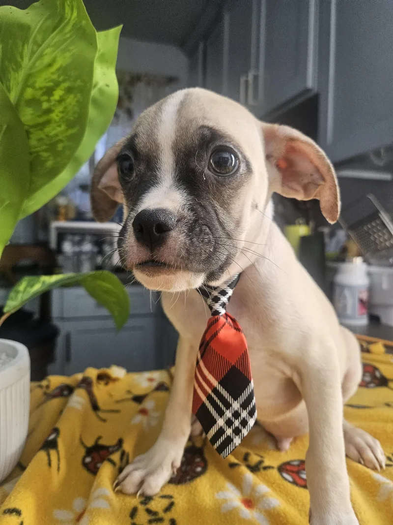 Benji