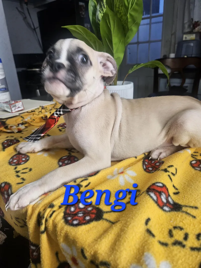 Benji thumbnail 5