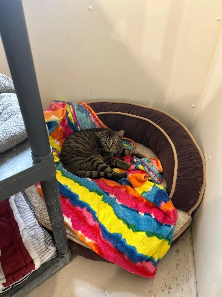 An adult medium-sized male Domestic Short Hair cat named Henry for adoption in Bourbonnais, IL
