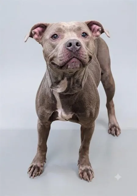 A young medium-sized female Mixed Breed dog named Bun Bun for adoption in Jacksonville, FL