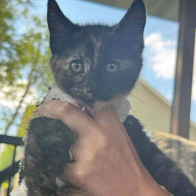 A baby small-sized female Black Domestic Short Hair cat named Bacon for adoption in Buffalo, MN
