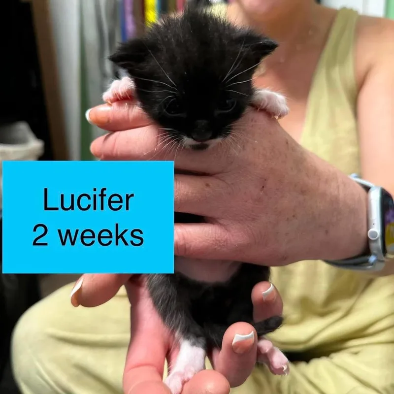 A baby small-sized male Domestic Short Hair cat named Lucifer for adoption in Tampa, FL