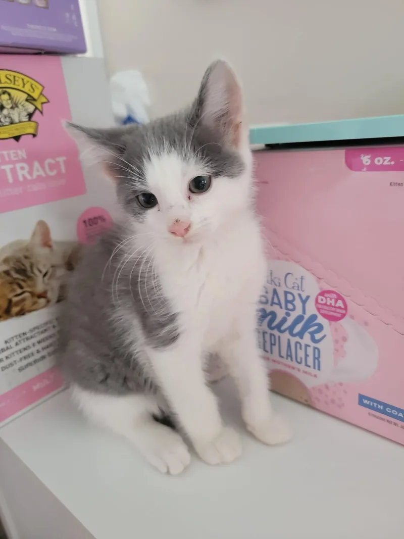 A baby medium-sized male Gray & White Domestic Short Hair cat named Zachariah for adoption in Holbrook, NY
