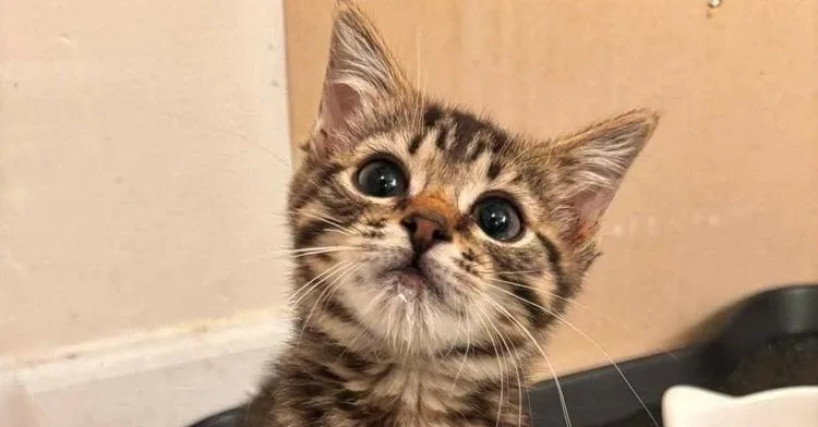 A baby small-sized male Brown / Chocolate Domestic Short Hair cat named Kiwi for adoption in Milton, DE