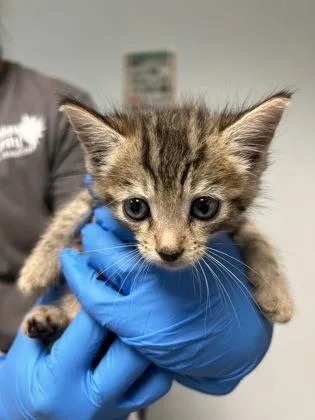 A baby small-sized female Domestic Short Hair cat named Sodapop for adoption in Largo, FL