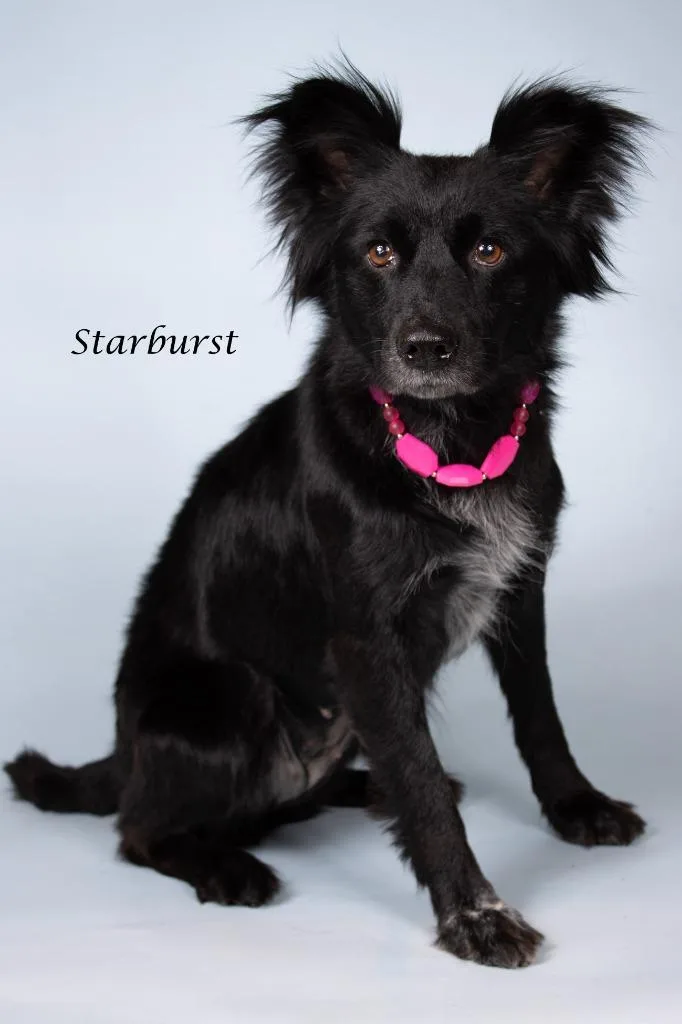 Starburst