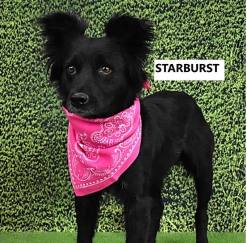 Starburst thumbnail 3