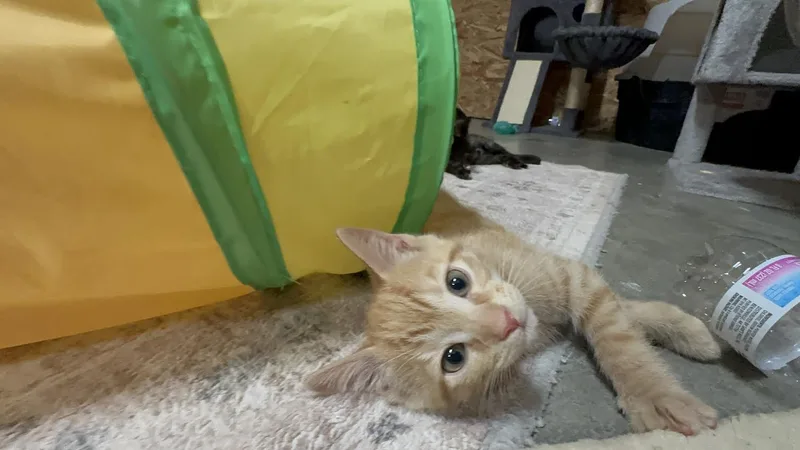 Butterfingers thumbnail 3