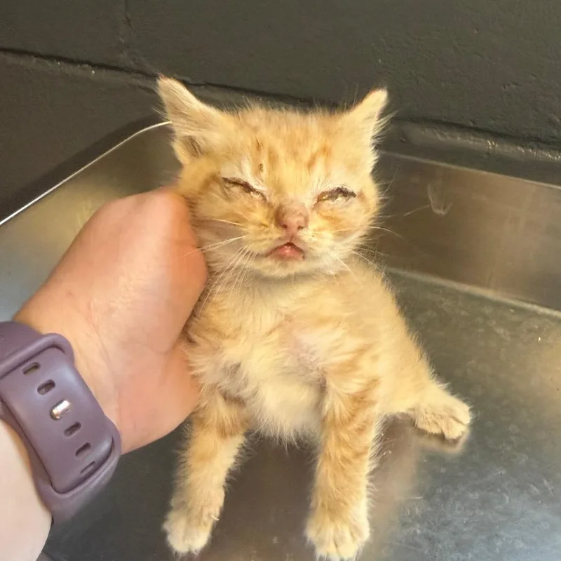 A baby small-sized female Orange / Red Domestic Short Hair cat named TUSCStray____ for adoption in Tuscaloosa, AL