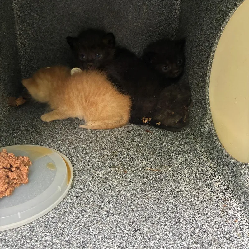 A baby small-sized male Orange / Red Domestic Short Hair cat named London for adoption in Greensboro, NC