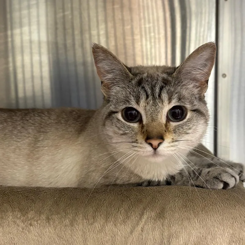 An adult medium-sized female White Domestic Short Hair cat named Sophie for adoption in Grand Rapids, MI