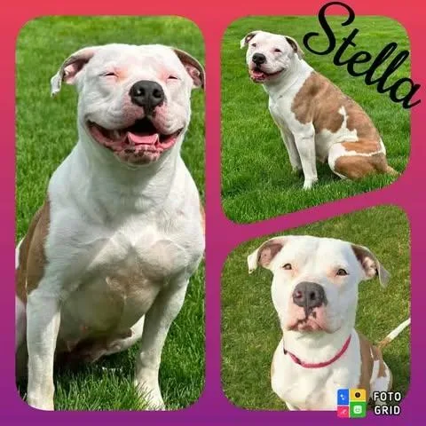A young large-sized female American Bulldog dog named Stella for adoption in Morocco, IN