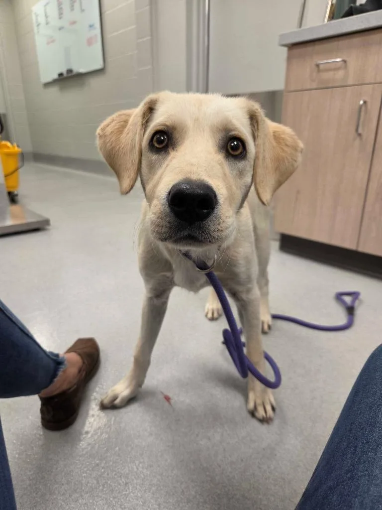A baby large-sized female Labrador Retriever dog named Pebbles for adoption in Chillicothe, OH
