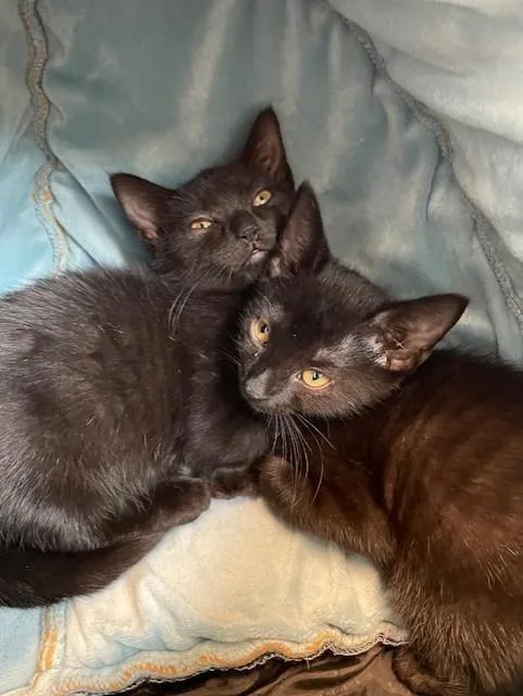 A baby medium-sized female Black Domestic Short Hair cat named Electron for adoption in Stafford, VA