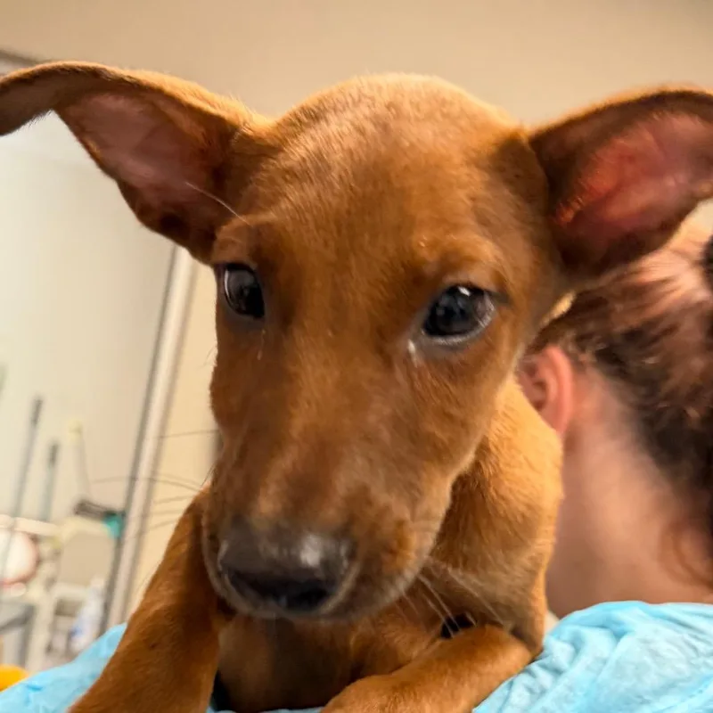 A baby small-sized male Red / Chestnut / Orange Belgian Shepherd / Malinois dog named Scooby for adoption in Yuma, AZ