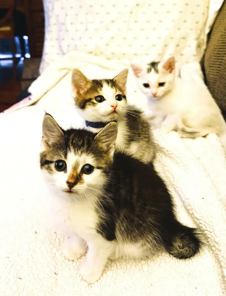 A baby small-sized female Domestic Short Hair cat named Maple for adoption in Mooresville, NC