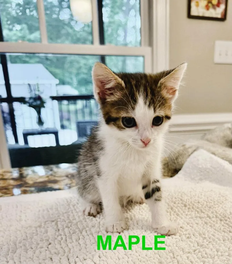Maple thumbnail 2