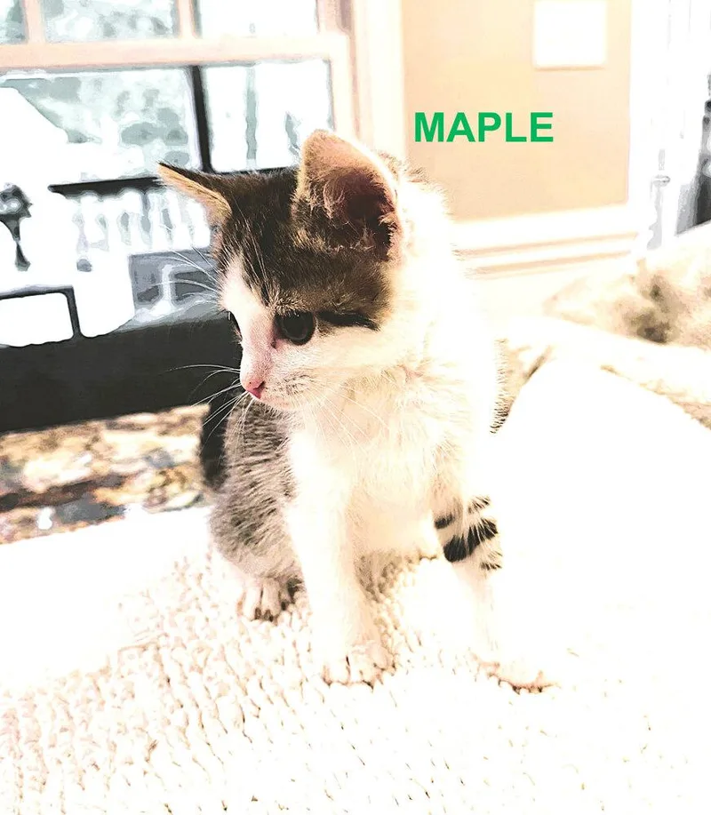 Maple thumbnail 3