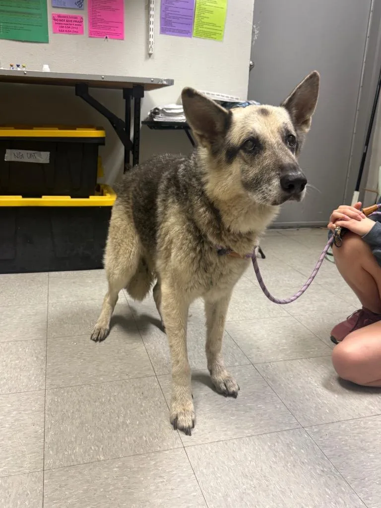 A senior medium-sized male German Shepherd Dog dog named Rajun for adoption in Sorrento, LA