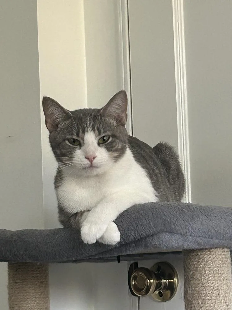 An adult medium-sized female Domestic Short Hair cat named Sanibel for adoption in West Mifflin, PA