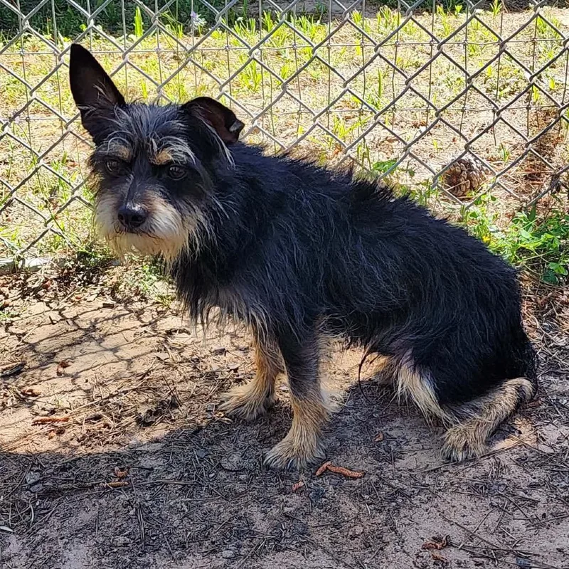 An adult small-sized male Black Yorkshire Terrier dog named Berlioz for adoption in Houston, TX