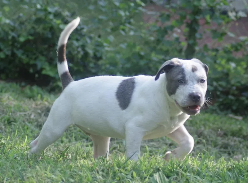 Tchaikovsky thumbnail 2