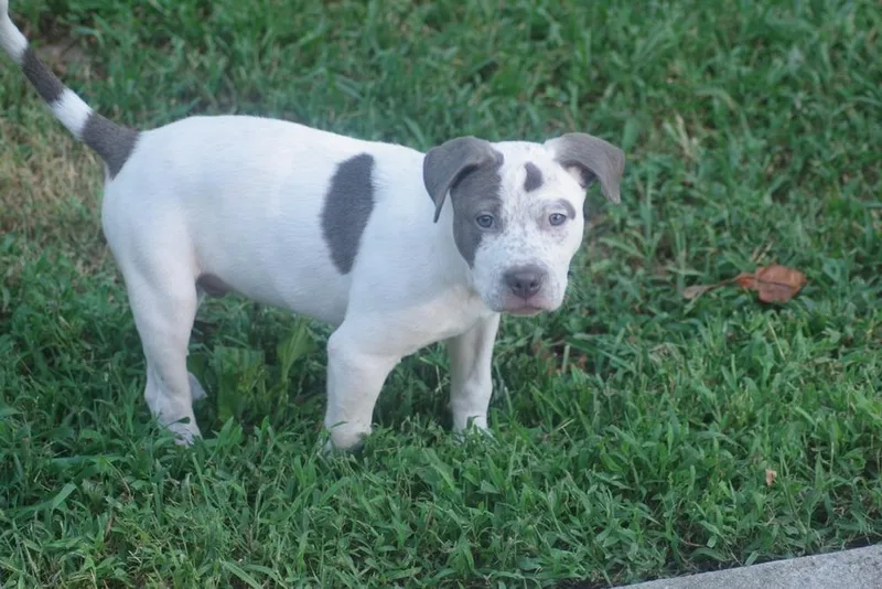 Tchaikovsky thumbnail 3