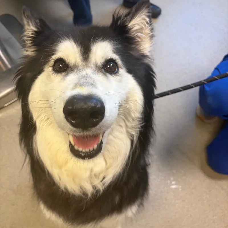 An adult medium-sized female White / Cream Mixed Breed dog named Dakota for adoption in Fredericksburg, VA